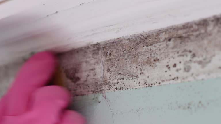 Best Residential Mold Inspection & Testing  in USA